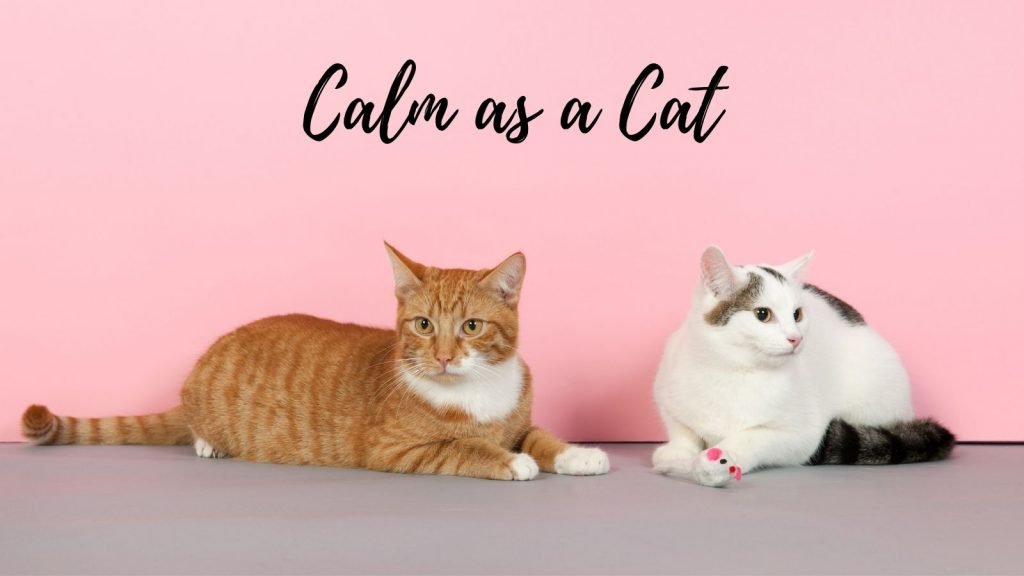 calm as a cat