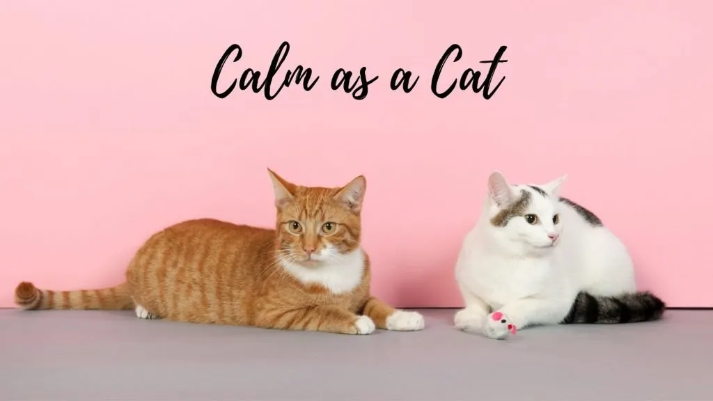 calm as a cat